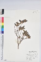 紅毛杜鵑藏品圖，第1張