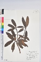 森氏杜鵑、森氏滿江紅藏品圖，第1張