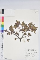 紅毛杜鵑藏品圖，第1張