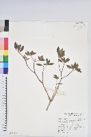 森氏杜鵑、森氏滿江紅藏品圖，第1張