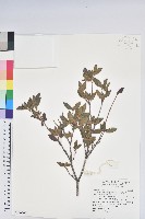 紅毛杜鵑藏品圖，第1張