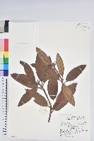 森氏杜鵑、森氏滿江紅藏品圖，第1張