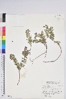 高山白珠樹藏品圖，第1張