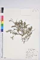 高山白珠樹藏品圖，第1張