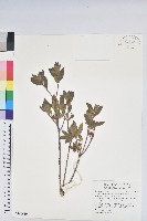 紅毛杜鵑藏品圖，第1張