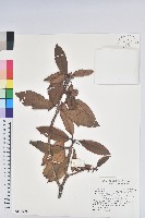 森氏杜鵑、森氏滿江紅藏品圖，第1張