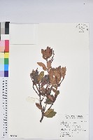 臺灣馬醉木藏品圖，第1張