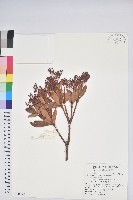 臺灣馬醉木藏品圖，第1張