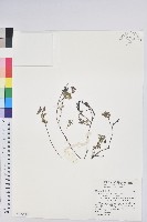高山白珠樹藏品圖，第1張