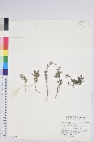 高山白珠樹藏品圖，第1張