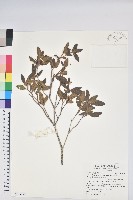 紅毛杜鵑藏品圖，第1張