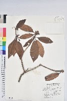 森氏杜鵑、森氏滿江紅藏品圖，第1張