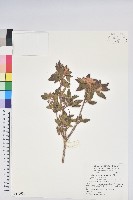 紅毛杜鵑藏品圖，第1張