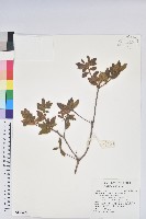 金毛杜鵑藏品圖，第1張