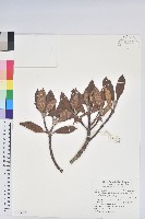 玉山杜鵑藏品圖，第1張