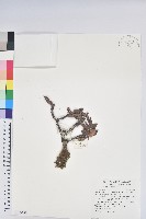 玉山杜鵑藏品圖，第1張