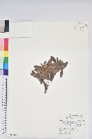 玉山杜鵑藏品圖，第1張