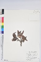 玉山杜鵑藏品圖，第1張