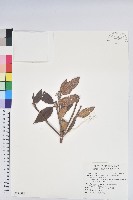 森氏杜鵑、森氏滿江紅藏品圖，第1張