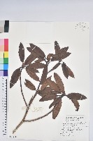 森氏杜鵑、森氏滿江紅藏品圖，第1張