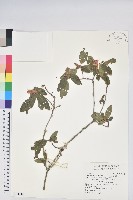 紅毛杜鵑藏品圖，第1張