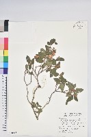 紅毛杜鵑藏品圖，第1張