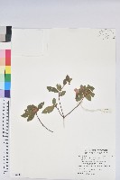 金毛杜鵑藏品圖，第1張