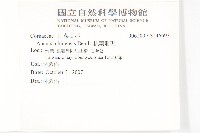 桃葉珊瑚藏品圖，第2張