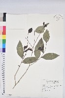 交力坪鐵色藏品圖，第1張