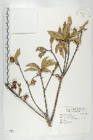 猴歡喜藏品圖，第1張