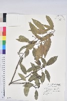 圓果青剛櫟藏品圖，第1張