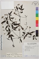 田村氏鐵線蓮藏品圖，第1張