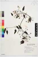 威靈仙藏品圖，第1張