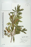 水石榕藏品圖，第2張