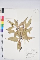 南投石櫟藏品圖，第1張