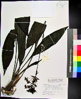 白鶴蘭藏品圖，第1張