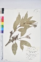 子彈石櫟藏品圖，第1張