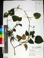 粉藤藏品圖，第1張