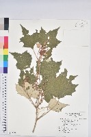 台灣白匏子藏品圖，第1張