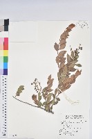 臺灣大葉越橘藏品圖，第1張