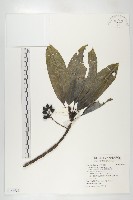 交讓木、臺灣虎皮楠、膜葉虎皮楠藏品圖，第1張