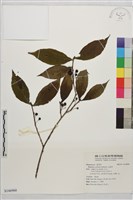 山鼠李藏品圖，第1張