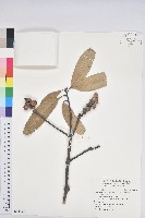 短尾葉石櫟藏品圖，第1張