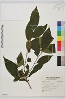 登錄號:S147015藏品圖，第1張