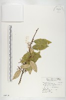 胡頹子藏品圖，第1張