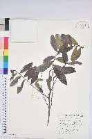 湖北算盤子藏品圖，第1張