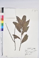 登錄號:S147085藏品圖，第1張