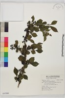 圓葉鼠李藏品圖，第1張