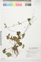 毛茛藏品圖，第1張