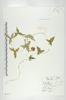 茅瓜藏品圖，第1張